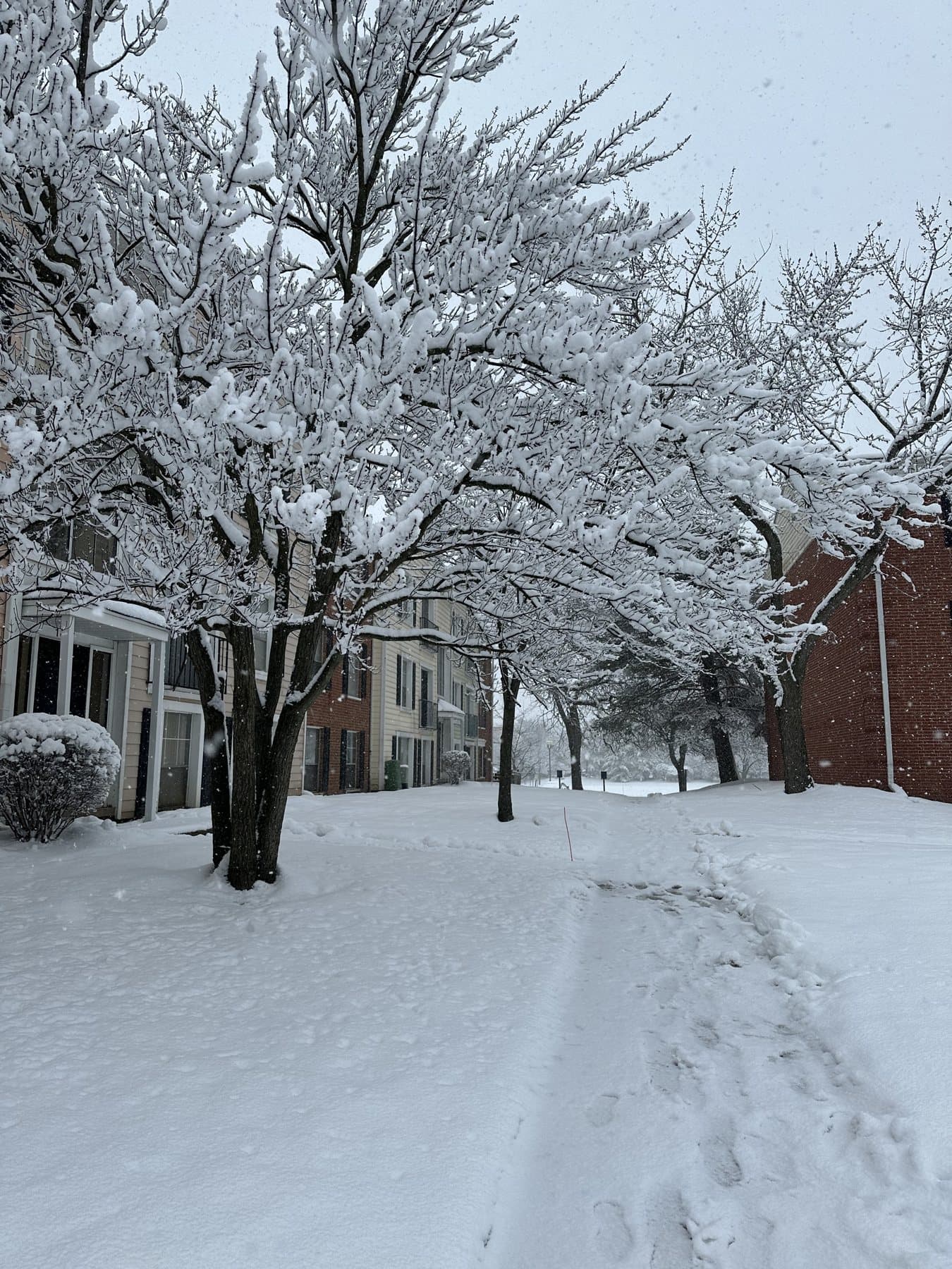 Snow-covered trees and campus housing